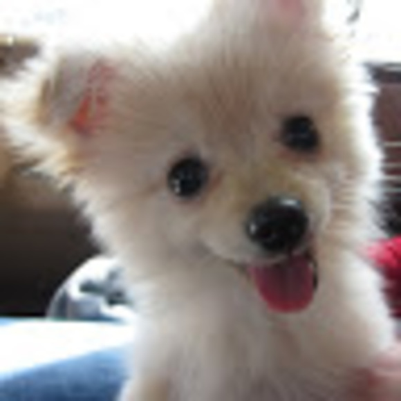 Meet your Posher, Amy - Picture 1 of 1